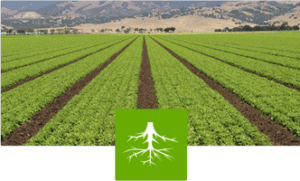Root-Drench helps protects plants from drought