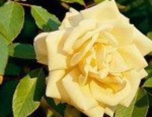 Protect Roses from Winter Dessication