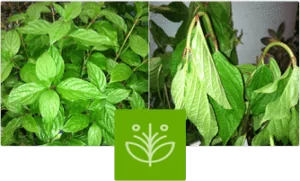 Moisture-Locg helps protects plants by reducing transpiration.