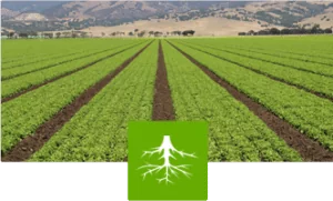 Root-Drench helps protects plants from drought